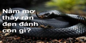 Ngủ Mơ Thấy Rắn Đen Đánh Số Gì